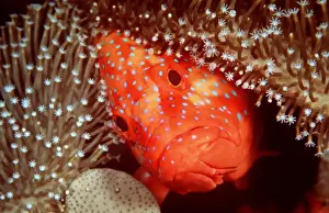 Grouper Prints: CORAL GROUPER - Face amongst coral