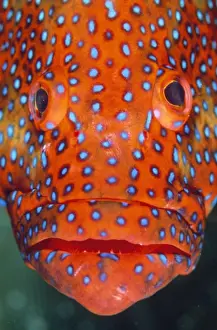 Grouper Prints: Coral Grouper Indian Ocean / Maldives