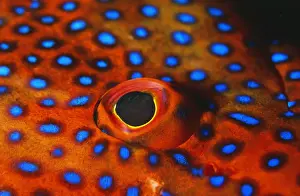 Grouper Prints: Coral Grouper KA 293 Close-up of eye - Indian Ocean Cephalopholis miniata © Kurt Amsler / ARDEA LONDON