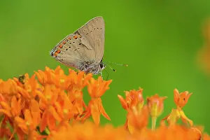Milkweed Prints: Coral Hairstreak (Satyrium titus) on Butterfly Milkweed (Asclepias tuberosa) Stephen A