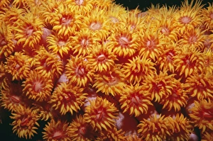 Images Dated 8th November 2010: Coral - Indonesia