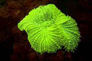 Coral-like Anemone showing fluorescent colors when