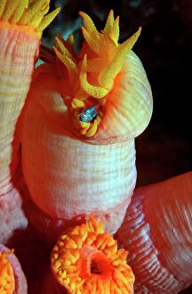Images Dated 9th December 2004: Coral Polyp - feeding on a fish, night Heron Island, Great Barrier Reef. Australia