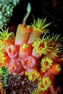 Food In Mouth Collection: Coral polyp. - Night. Feeding on polychat worm, Coral polyps are carnivours