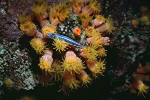 Images Dated 9th December 2004: Coral polyp - Night, Polyp stinging small fish to death before devouring it
