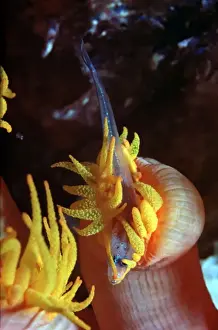 Coral Polyp - Night, Polyp stinging small fish to death before devouring it Heron Island, Great Barrier Reef. Australia