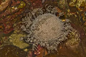 Behavour Prints: Coral Polyps - Caught in the act of retracting into the central body - this small coral colony looks a little like a