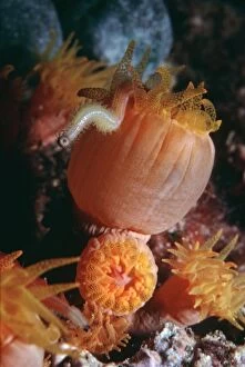 Images Dated 9th December 2004: Coral polyps - Night. Feeding on polychate worm, Coral polyps are carnivours