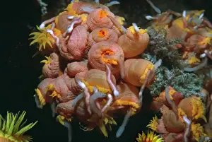 Coral polyps - Night. Worms attracted by camera light excite these cup corals into a feeding frenzy. Heron Island, Great Barrier Reef, Australia