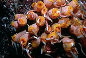 Tentacles Prints: Coral polyps, - Night. Worms attracted by camera light excite these cup corals into a feeding frenzy Heron Is