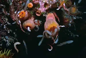 Coral polyps. - Night. Worms attracted by camera light excite these cup corals into a feeding frenzy Heron Island, Great Barrier Reef, Australia