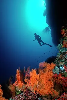 Divers Prints: Coral Reef - diver 30 meters down on drop off Coral cliff