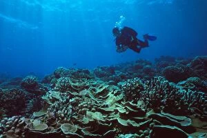 Coral Reef & Diver - One diver hovering above and