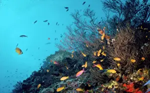 Reef Prints: Coral Reef off the lagoons of The Maldives - Indian Ocean