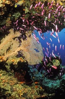 CORAL REEF - scene with diver