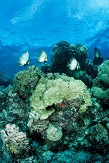 Bat Fishes Gallery: Coral reef scene of hard and soft corals with Pinnate batfish (Platax pinnatus)