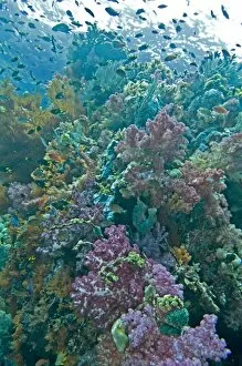 Images Dated 7th March 2010: Coral reef scene on a healthy reef - with Soft and Hard Corals, Ascidians, Sponges and Anthias