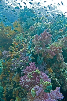 Coral reef scene on a healthy reef - with Soft and Hard Corals, Ascidians, Sponges and Anthias Coral reef scene on a healthy reef - with Soft and Hard Corals, Ascidians, Sponges and Anthias