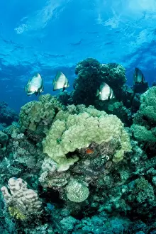 Coral reef scene with pinnate batfish (Platax pinnatus) over a mixed community of hard and soft corals. Ribbon Reef Number 10, Great Barrier Reef Marine Park, Queensland, Australia