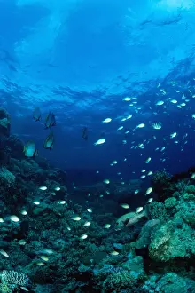 Coral reef scene with pinnate batfish (Platax pinnatus) and other reef fish over a mixed community of hard and soft corals. Ribbon Reef Number 10, Great Barrier Reef Marine Park, Queensland, Australia