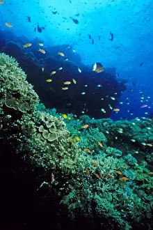 Coral reef scene. Ribbon Reef Number 10, Great Barrier Reef Marine Park, Queensland, Australia