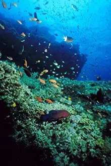 Coral reef scene. Ribbon Reef Number 10, Great Barrier Reef Marine Park, Queensland, Australia