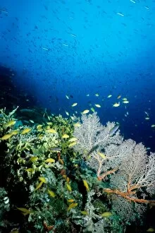 Coral reef scene with Threadfin anthias (Pseudanthias huchtii)