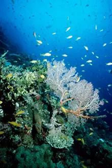 Anthias Prints: Coral reef scene with threadfin anthias (Pseudanthias huchtii) and blue-spotted rockcod (Cephalopholis cyanstigma)