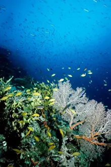 Coral reef scene with threadfin anthias (Pseudanthias huchtii) among sea fans (Order Gorgonacea) and other corals. Ribbon Reef Number 10, Great Barrier Reef Marine Park, Queensland, Australia