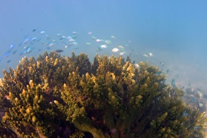 Images Dated 26th July 2008: Coral reef - sunrays reach colourful corals and little reef fish during a snorkel at Ningaloo Reef