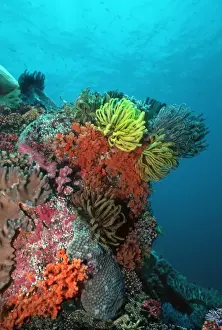 Marine Prints: Coral reef - Underwater scene of coral reef with feather starfish and soft corals
