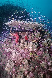 Plankton Prints: Coral Reef VT 8156 Fish feeding on plankton