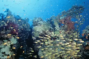 Egypt Prints: Coral Scene - Cardinal fish, in hard coral garden. Fm: Apogonidae Red Sea, Egypt