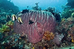 Images Dated 6th September 2008: Coral scene with a huge Barrel Sponge - these sponges can grow large enough for a person to hide