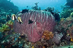 Poriferas Prints: Coral scene with a huge Barrel Sponge - these sponges can grow large enough for a person to hide in & live possibly for