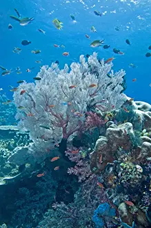 Schools Prints: Coral scene - Raja Ampat - Indonesia