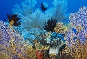 Coral - Sea fans, crinoids & soft corals ocupying gullies or walls in current-swept area