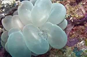 Coral Shrimp - Indonesia