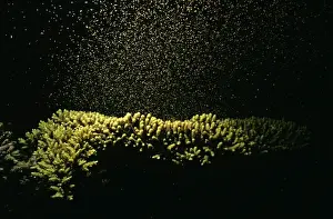 Spawning Prints: Coral - spawning Lizard Island National Park