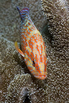 Angelfish Gallery: Coral trout or grouper (Plectropomus leopardus)