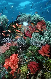 Marine Prints: Coral wall - Komodo Marine Park is world famous for its rich and colourful marine life Pink Sand Beach