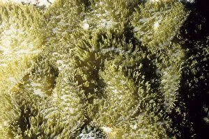 Images Dated 29th July 2008: Coralliomorph Andaman Sea, Myanmar DWD00617