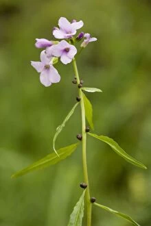 Images Dated 21st May 2006: Coralroot (bittercress) (Cardamine bulbifera = Dentaria). Very rare in Chilterns