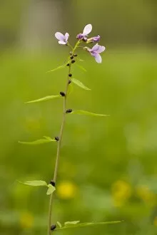Images Dated 21st May 2006: Coralroot, or coralroot bittercress