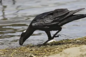 Raven Prints: corbeau corbiveau Thick-billed Raven Corvus crassirostris