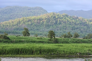 Images Dated 11th June 2008: Corbett National Park, India
