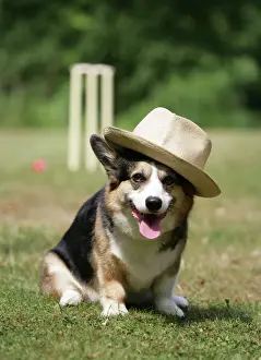 Corgi Prints: Corgi wearing hat in front of cricket stumps