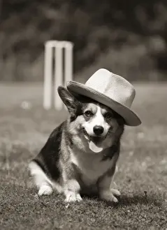 Sepia Prints: Corgi wearing hat in front of cricket stumps Digital Manipulation: sepia colour