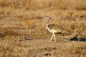 Images Dated 27th July 2009: Cori Bustard - standing in evening light