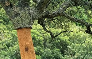 Cork Oak - whose bark has been stripped that same day.`